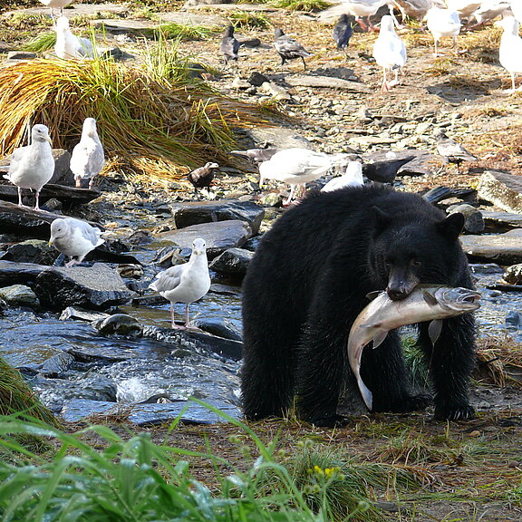 Alaska-Kreuzfahrt-Bärenbeobachtung-Ketchikan-Bär-und-Lachs-Copyright-MOCEAN.jpg