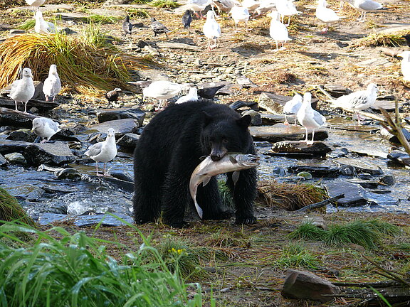 Alaska-Kreuzfahrt-Bärenbeobachtung-Ketchikan-Bär-und-Lachs-Copyright-MOCEAN_05.jpg Alaska-Kreuzfahrt-Bärenbeobachtung-Ketchikan-Bär-und-Lachs-Copyright-MOCEAN_05.jpg